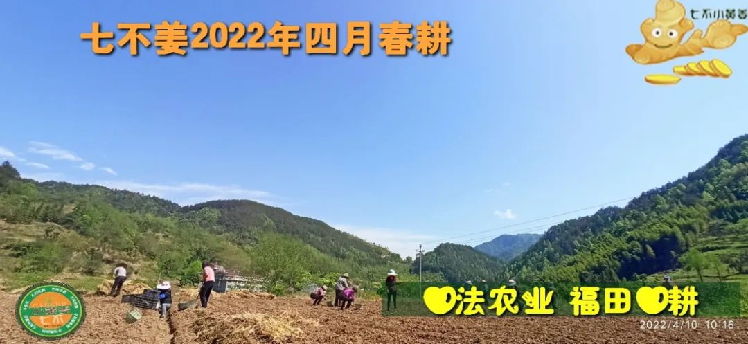 七不姜2022年四月春耕图 七不姜2022年四月春耕图