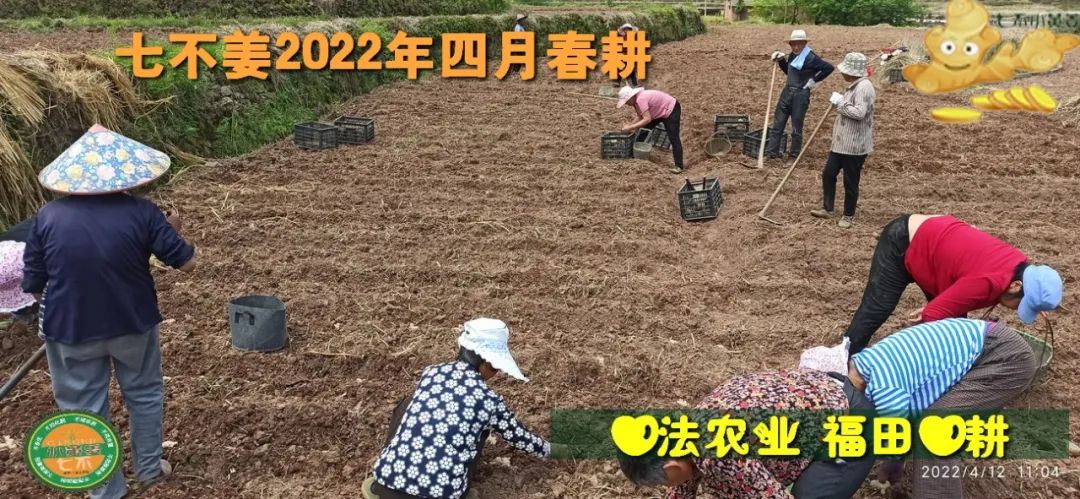 七不姜2022年四月春耕图 七不姜2022年四月春耕图