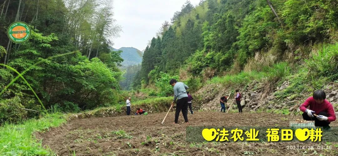 2023年4月-5月 七不姜春播图!家庭厨房生姜如何去皮切片 七不姜5月促销优惠劵 2023年4月-5月 七不姜春播图!家庭厨房生姜如何去皮切片 七不姜5月促销优惠劵