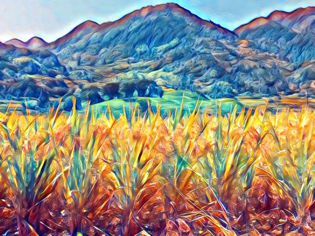 *╭︎( ˙º˙)╯︎*七不水稻秋收 明安农业田园油画展!我们是不是该知足 珍惜一切 就算没有拥有.... *╭︎( ˙º˙)╯︎*七不水稻秋收 明安农业田园油画展!我们是不是该知足 珍惜一切 就算没有拥有....