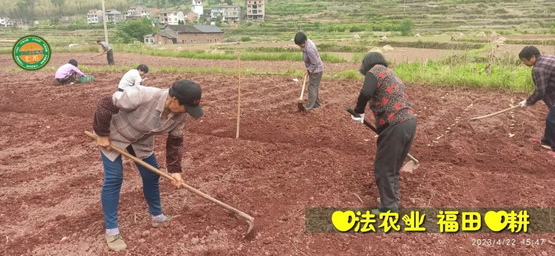 2023年4月-5月 七不姜春播图!家庭厨房生姜如何去皮切片 七不姜5月促销优惠劵 2023年4月-5月 七不姜春播图!家庭厨房生姜如何去皮切片 七不姜5月促销优惠劵