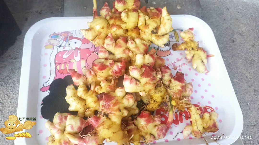 生姜赞歌-浙江仙居 七不小黄姜 鲜嫩姜 新鲜 超新上市 每周超鲜嫩姜2斤/5斤 生姜鲜姜2023年9月现采现发 生态自然