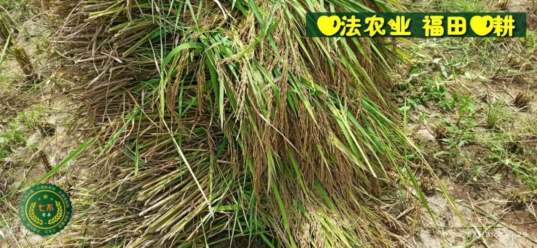 七不红米水稻9月11日上市现货销售-新米限时特惠 家庭大米专场:红米/糯米/ 黑米/泰两优217/中浙优H7 品种多质量优 七不红米水稻9月11日上市现货销售-新米限时特惠 家庭大米专场:红米/糯米/ 黑米/泰两优217/中浙优H7 品种多质量优