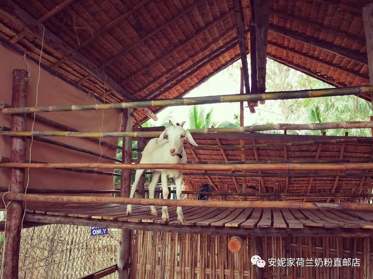 【清迈】GINGER FARM里的泰国农家乐,可以举办生日趴体,10月份假期日托班信息在贴底 【清迈】GINGER FARM里的泰国农家乐,可以举办生日趴体,10月份假期日托班信息在贴底