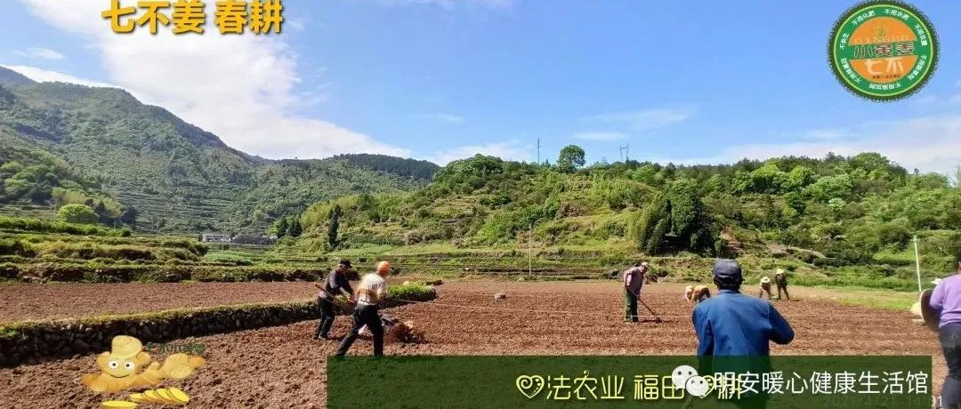 生姜养生 七不姜 明安农业企业 2022年新公众号 视频号 欢迎关注！-七不姜 生姜养生网-明德CSA生态姜园&明安农业