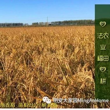 七不红米水稻9月11日上市现货销售-新米限时特惠 家庭大米专场:红米/糯米/ 黑米/泰两优217/中浙优H7 品种多质量优 七不红米水稻9月11日上市现货销售-新米限时特惠 家庭大米专场:红米/糯米/ 黑米/泰两优217/中浙优H7 品种多质量优