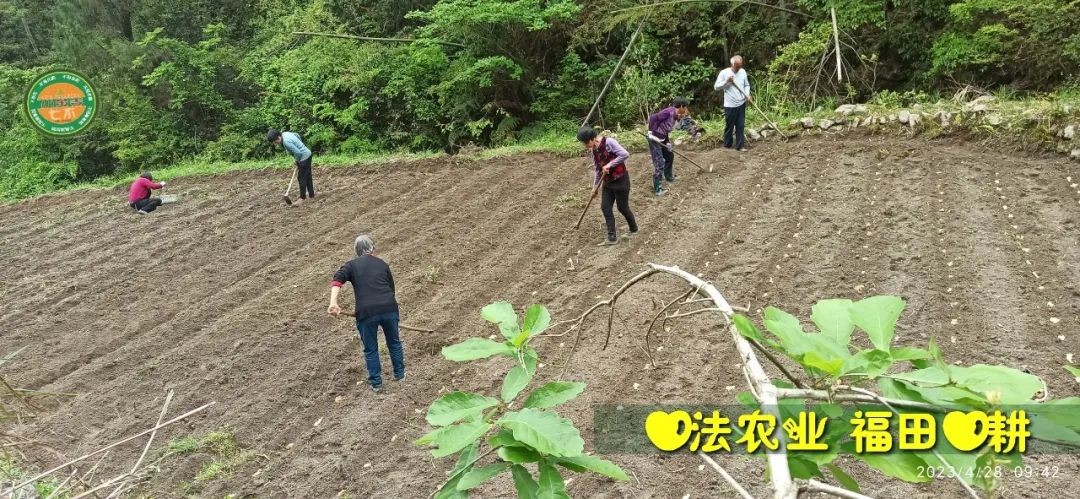 2023年4月-5月 七不姜春播图!家庭厨房生姜如何去皮切片 七不姜5月促销优惠劵 2023年4月-5月 七不姜春播图!家庭厨房生姜如何去皮切片 七不姜5月促销优惠劵