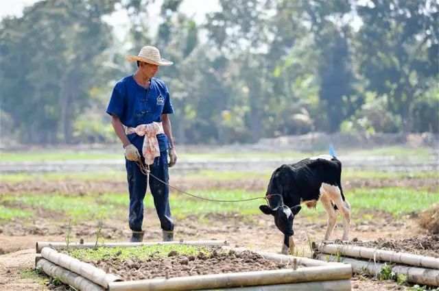 清迈 | 这家开业不久的亲子农庄,太让人动心。 清迈 | 这家开业不久的亲子农庄,太让人动心。