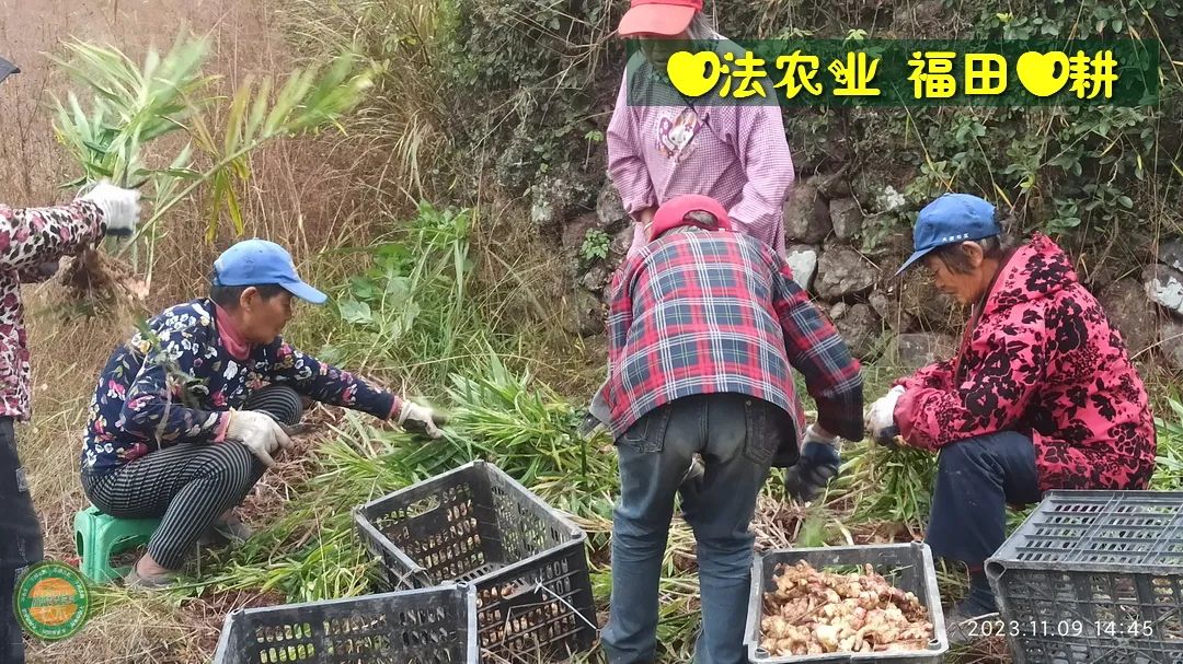 双11活动!庆祝七不姜秋收! 浙江仙居 七不小黄姜 鲜姜 新上市!扫描入群领取 双11特享 七不姜 群友 优惠券11元 双11活动!庆祝七不姜秋收! 浙江仙居 七不小黄姜 鲜姜 新上市!扫描入群领取 双11特享 七不姜 群友 优惠券11元