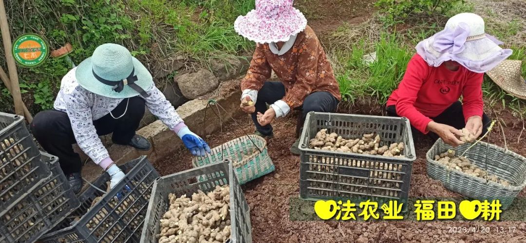 2023年4月-5月 七不姜春播图!家庭厨房生姜如何去皮切片 七不姜5月促销优惠劵 2023年4月-5月 七不姜春播图!家庭厨房生姜如何去皮切片 七不姜5月促销优惠劵