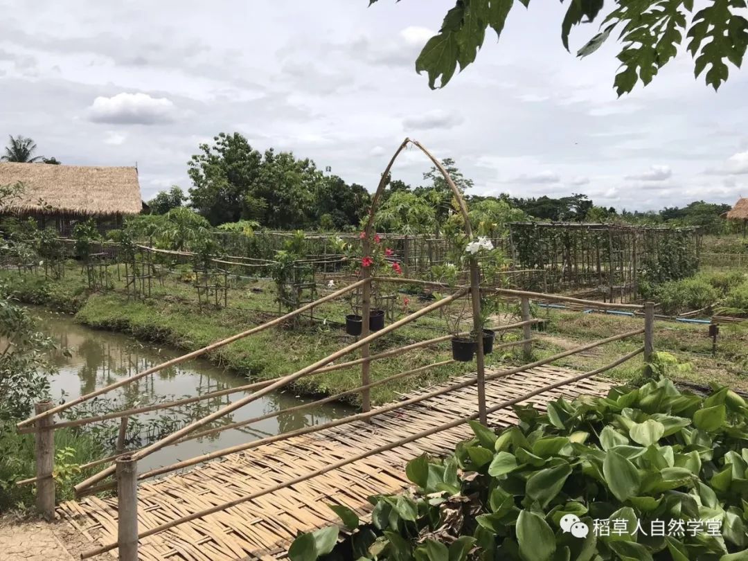 探访清迈Ginger Farm(2018.7.7) 探访清迈Ginger Farm(2018.7.7)