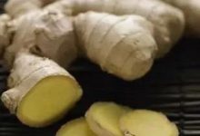 一起和孔子苏轼徐霞客齐呼:吃姜啊吃姜啊-七不姜 生姜养生网-明德CSA生态姜园&明安农业