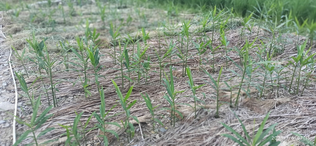 浙江仙居 七不小黄姜 鲜嫩姜 新鲜 超新上市 每周超鲜嫩姜2斤/5斤 生姜鲜姜2023年9月现采现发 生态自然 明安心法农业