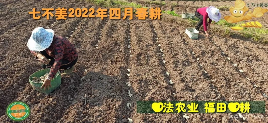 七不姜2022年四月春耕图 七不姜2022年四月春耕图