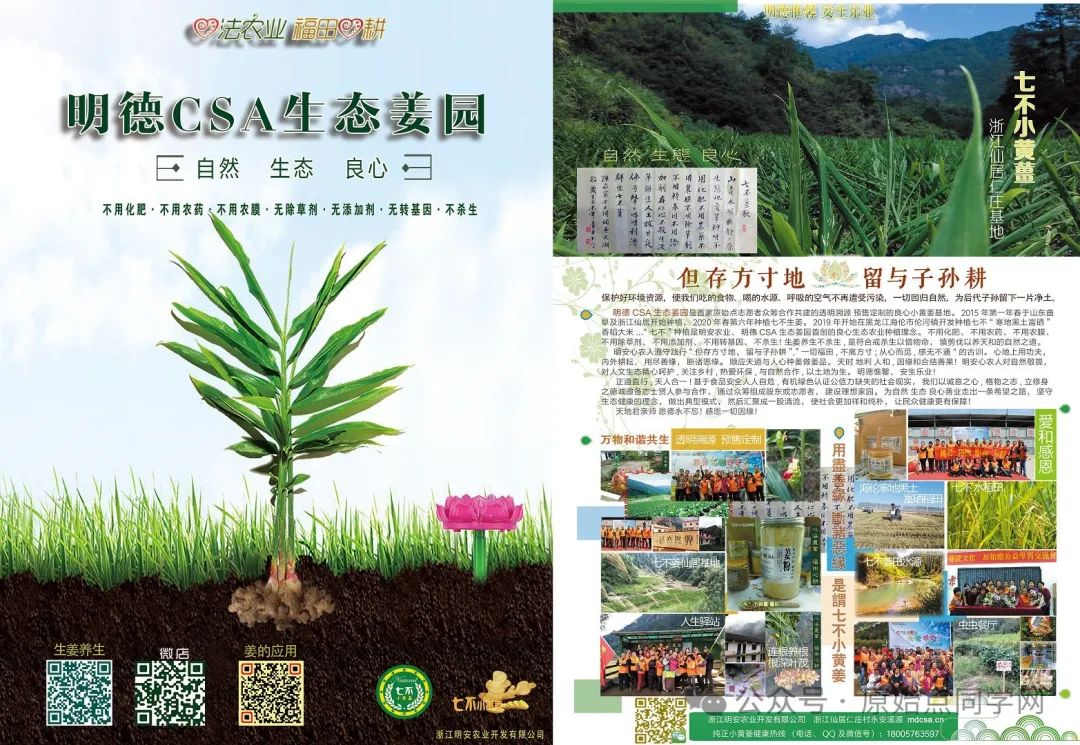 (广告)双12特惠促销 庆祝七不姜秋收完成 (广告)双12特惠促销 庆祝七不姜秋收完成