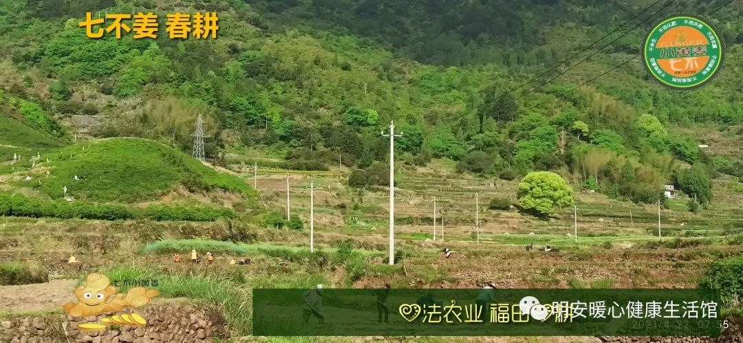 生姜养生 七不姜 明安农业企业 2022年新公众号 视频号 欢迎关注! 生姜养生 七不姜 明安农业企业 2022年新公众号 视频号 欢迎关注!