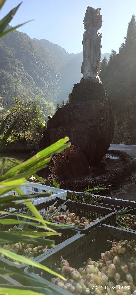 (广告)双11 除了七不姜,今天什么姜都别买！