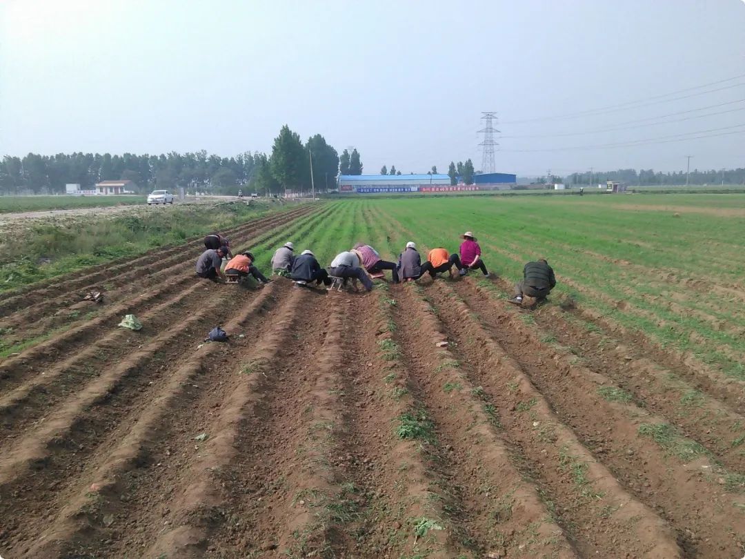 姜园乡土夏日忙 只为金秋好丰收!(●'◡'●)5月春耕春播 2023年七不姜预售预定 姜园乡土夏日忙 只为金秋好丰收!(●'◡'●)5月春耕春播 2023年七不姜预售预定