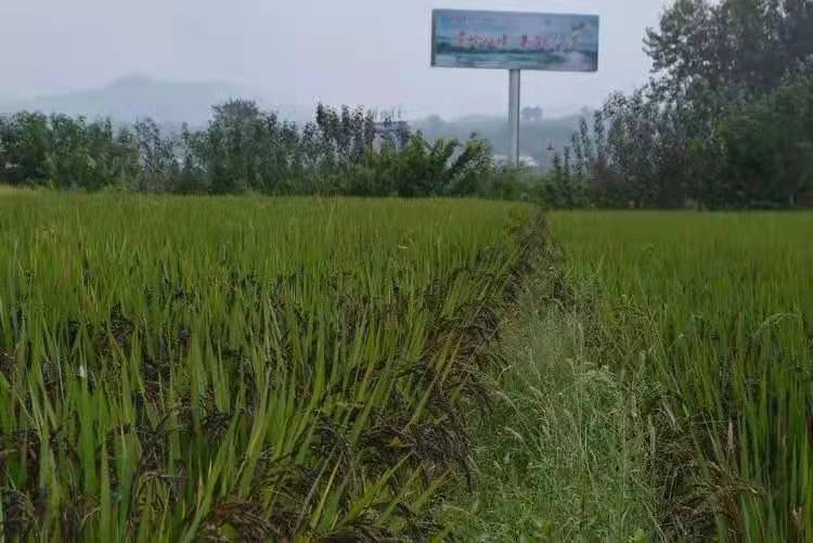 世界黑米原产地，洋县黑米 洋县红米获得国家地理标志保护，