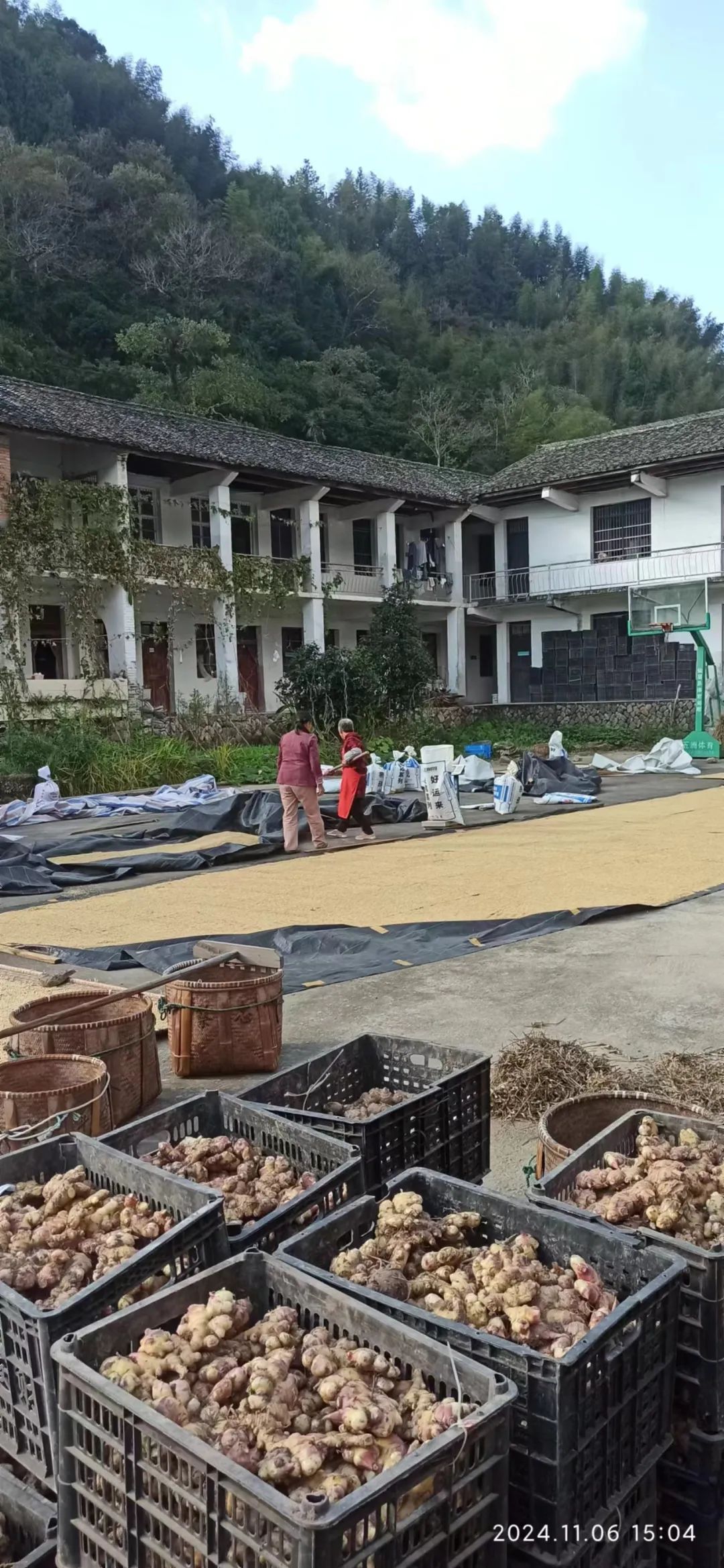 (广告)双12特惠促销 庆祝七不姜秋收完成 (广告)双12特惠促销 庆祝七不姜秋收完成