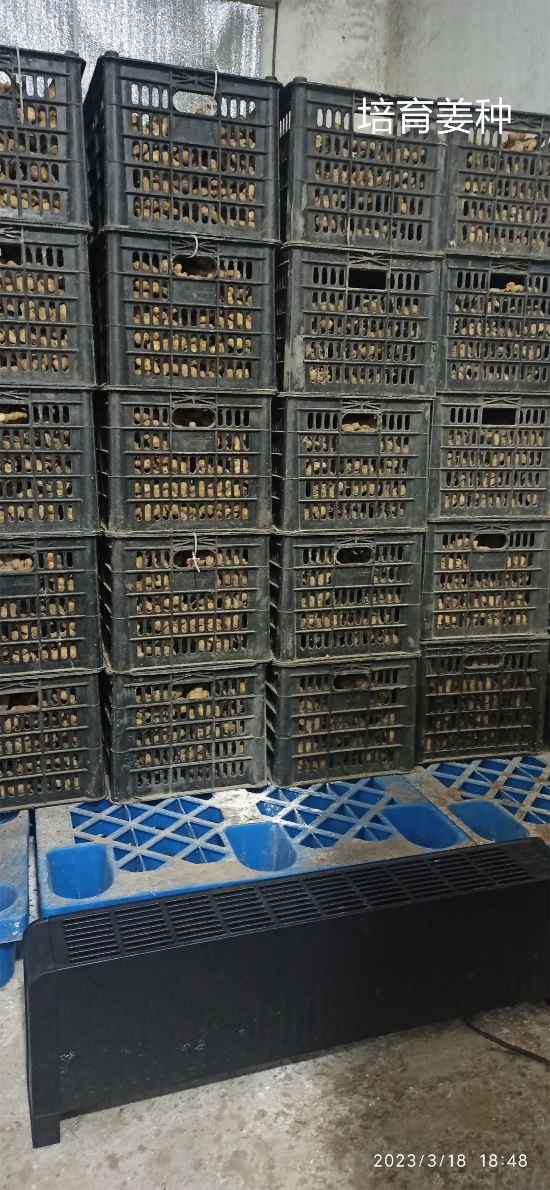 生姜养生-撸起袖子,家庭盆栽及庭院种姜了..薑有佛心 孝道,家庭种姜“富贵竹” 。预定七不姜种、普通姜种、种姜指导 生姜养生-撸起袖子,家庭盆栽及庭院种姜了..薑有佛心 孝道,家庭种姜“富贵竹” 。预定七不姜种、普通姜种、种姜指导