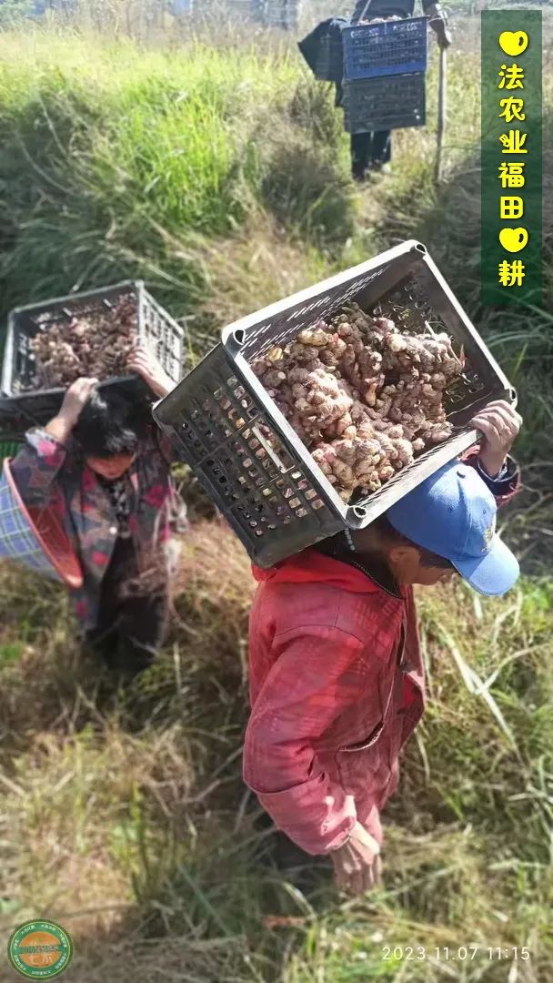 七不姜新春狂欢 送礼 姜粉第二件半价 抽奖过新年 全球精品派克笔/777/S.T.A.M.P.S.表/ZIPPO/瑞士军刀任挑