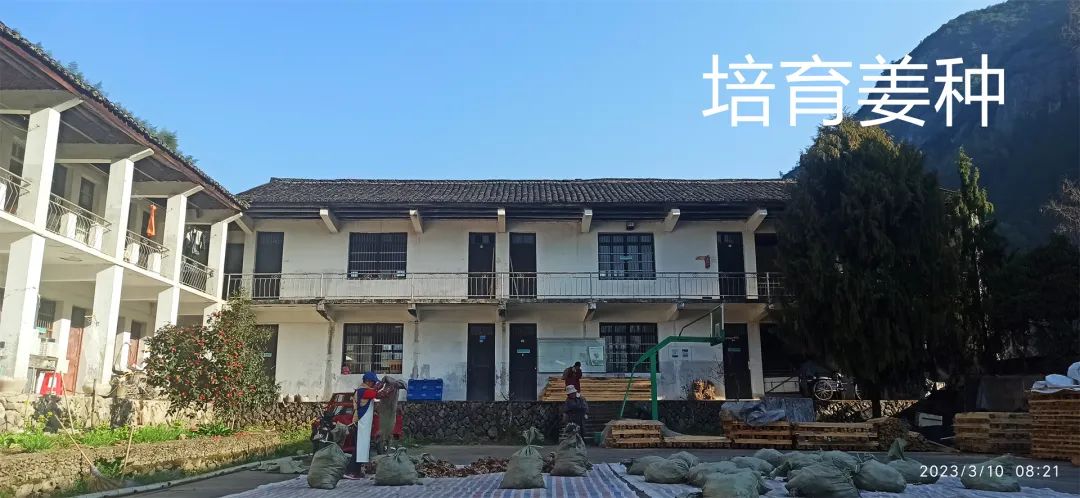 生姜养生-撸起袖子,家庭盆栽及庭院种姜了..薑有佛心 孝道,家庭种姜“富贵竹” 。预定七不姜种、普通姜种、种姜指导 生姜养生-撸起袖子,家庭盆栽及庭院种姜了..薑有佛心 孝道,家庭种姜“富贵竹” 。预定七不姜种、普通姜种、种姜指导