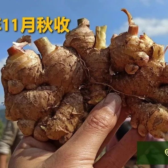 姜灌肠姜栓10粒 原始点热源(姜汤姜粉泥灌肠的补充)热源直达患处体伤 七不姜粉+栓剂基质辅料及生姜养生 姜的应用视频集-七不姜 生姜养生网-明德CSA生态姜园&明安农业