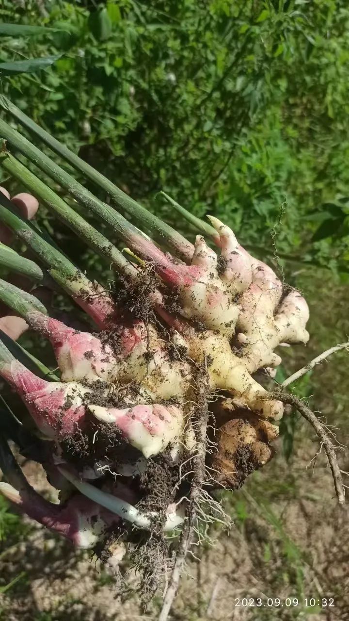 生姜赞歌-浙江仙居 七不小黄姜 鲜嫩姜 新鲜 超新上市 每周超鲜嫩姜2斤/5斤 生姜鲜姜2023年9月现采现发 生态自然
