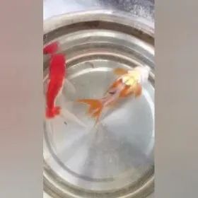 案例分享：超级好玩的——小金鱼便秘调理案例-七不姜 生姜养生网-明德CSA生态姜园&明安农业
