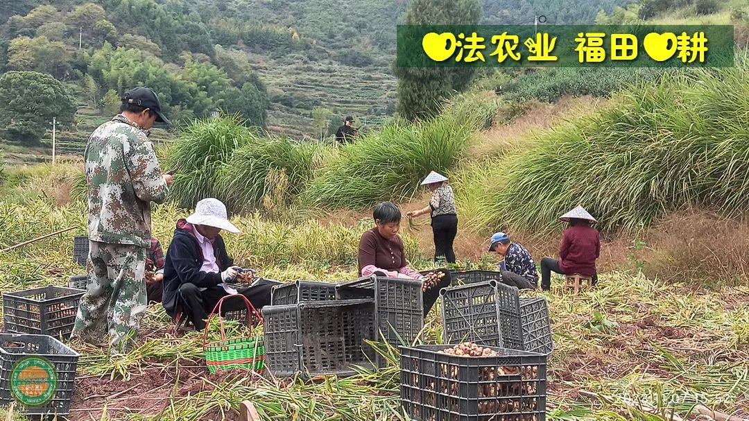 七不姜新春狂欢 送礼 姜粉第二件半价 抽奖过新年 全球精品派克笔/777/S.T.A.M.P.S.表/ZIPPO/瑞士军刀任挑