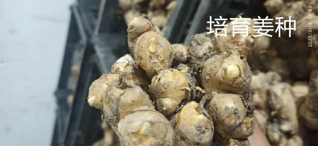 生姜养生-撸起袖子,家庭盆栽及庭院种姜了..薑有佛心 孝道,家庭种姜“富贵竹” 。预定七不姜种、普通姜种、种姜指导 生姜养生-撸起袖子,家庭盆栽及庭院种姜了..薑有佛心 孝道,家庭种姜“富贵竹” 。预定七不姜种、普通姜种、种姜指导