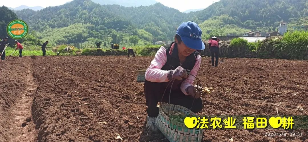 2023年4月-5月 七不姜春播图!家庭厨房生姜如何去皮切片 七不姜5月促销优惠劵 2023年4月-5月 七不姜春播图!家庭厨房生姜如何去皮切片 七不姜5月促销优惠劵