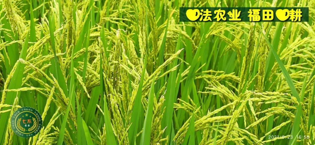 庆祝七不水稻 二级优质籼米 中浙优H7新上市-特惠五折预定，限时三天。可选1斤10斤及每月宅配送。