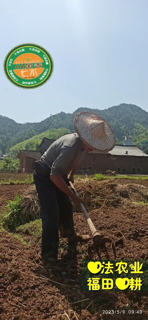 2023年4月-5月 七不姜春播图!家庭厨房生姜如何去皮切片 七不姜5月促销优惠劵 2023年4月-5月 七不姜春播图!家庭厨房生姜如何去皮切片 七不姜5月促销优惠劵