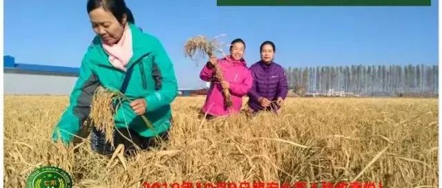 七不红米水稻9月11日上市现货销售-新米限时特惠 家庭大米专场:红米/糯米/ 黑米/泰两优217/中浙优H7 品种多质量优 七不红米水稻9月11日上市现货销售-新米限时特惠 家庭大米专场:红米/糯米/ 黑米/泰两优217/中浙优H7 品种多质量优