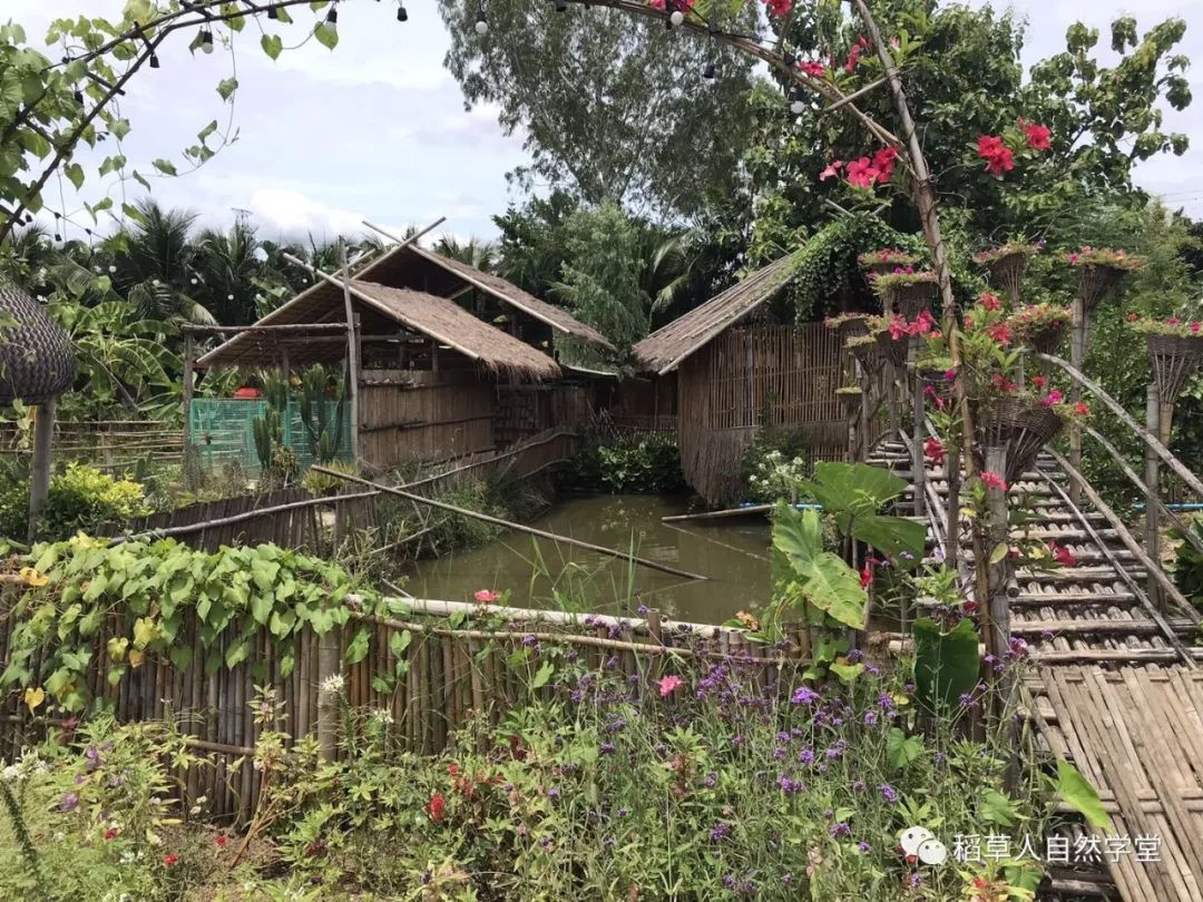 探访清迈Ginger Farm(2018.7.7) 探访清迈Ginger Farm(2018.7.7)