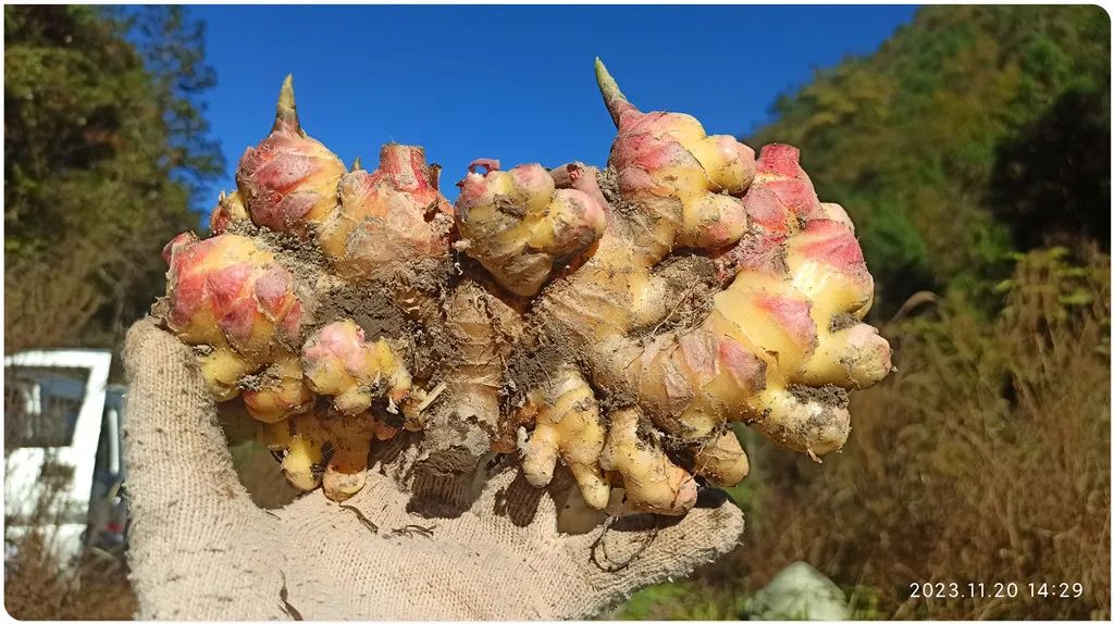 2024年新春福袋 七不姜全家福 礼装 龙重登场´◡` ꒰^ↀωↀ^꒱ 2024年新春福袋 七不姜全家福 礼装 龙重登场´◡` ꒰^ↀωↀ^꒱