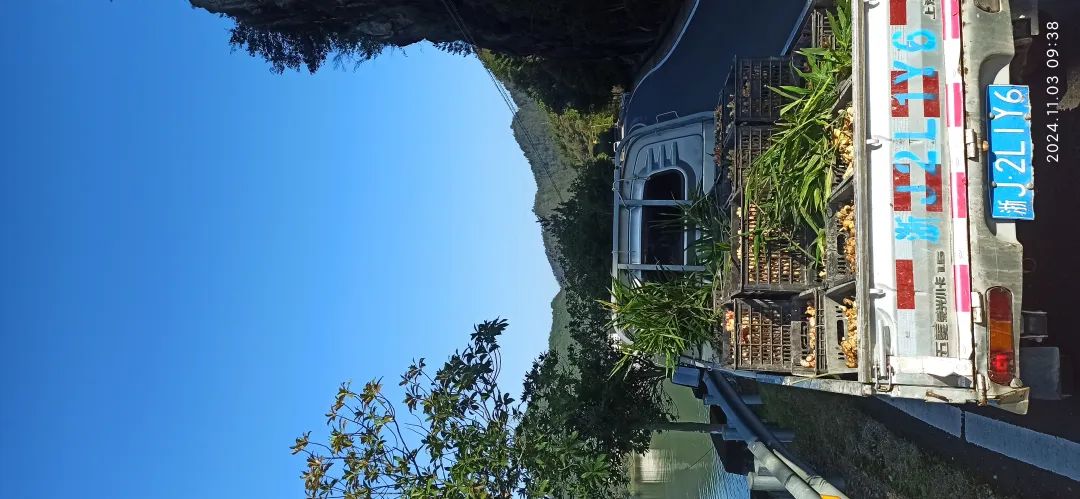 (广告)双11 除了七不姜,今天什么姜都别买！