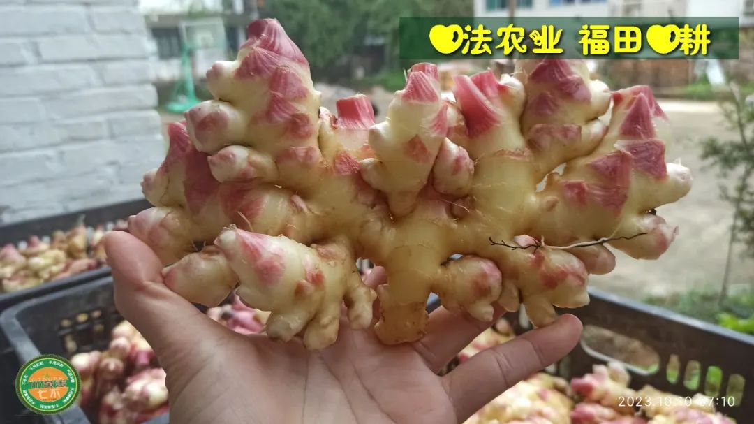 双11活动 特惠套装 浙江仙居 七不小黄姜 鲜姜 新上市 现发 生态自然 明安心法农业 双11活动 特惠套装 浙江仙居 七不小黄姜 鲜姜 新上市 现发 生态自然 明安心法农业