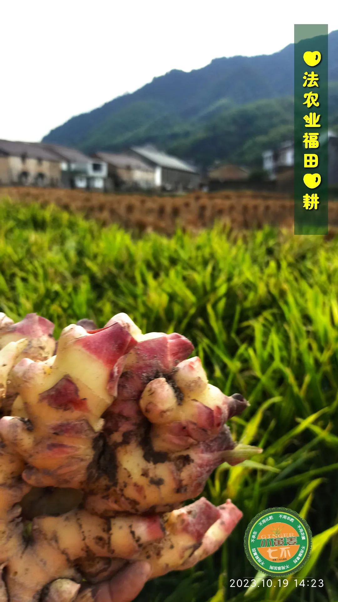 双11活动 特惠套装 浙江仙居 七不小黄姜 鲜姜 新上市 现发 生态自然 明安心法农业 双11活动 特惠套装 浙江仙居 七不小黄姜 鲜姜 新上市 现发 生态自然 明安心法农业