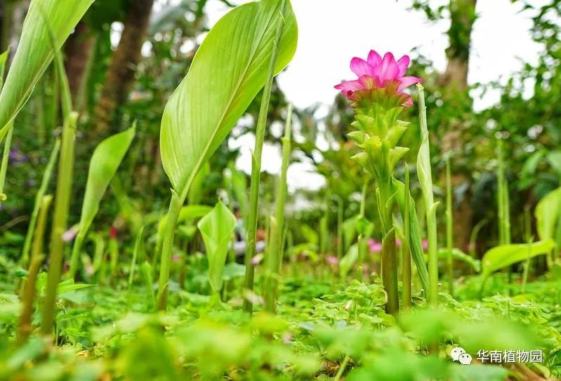 世界最大姜园在广州，带你到植物园看“大莪术”