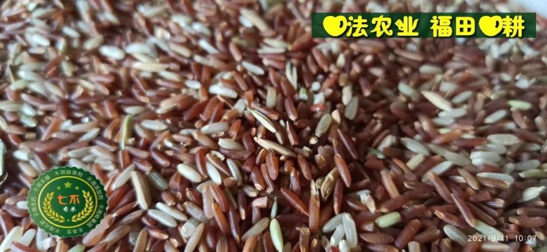 七不红米水稻9月11日上市现货销售-新米限时特惠 家庭大米专场:红米/糯米/ 黑米/泰两优217/中浙优H7 品种多质量优 七不红米水稻9月11日上市现货销售-新米限时特惠 家庭大米专场:红米/糯米/ 黑米/泰两优217/中浙优H7 品种多质量优