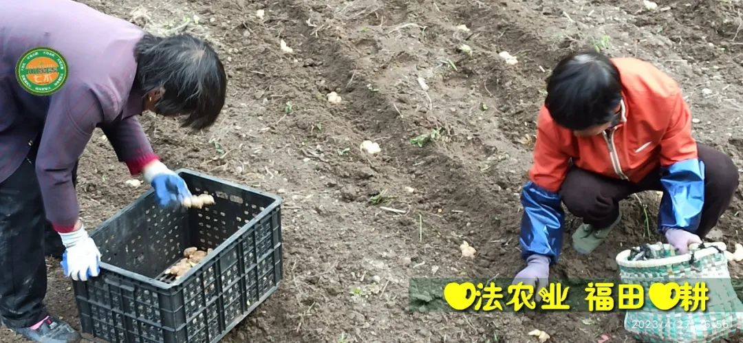 2023年4月-5月 七不姜春播图!家庭厨房生姜如何去皮切片 七不姜5月促销优惠劵 2023年4月-5月 七不姜春播图!家庭厨房生姜如何去皮切片 七不姜5月促销优惠劵