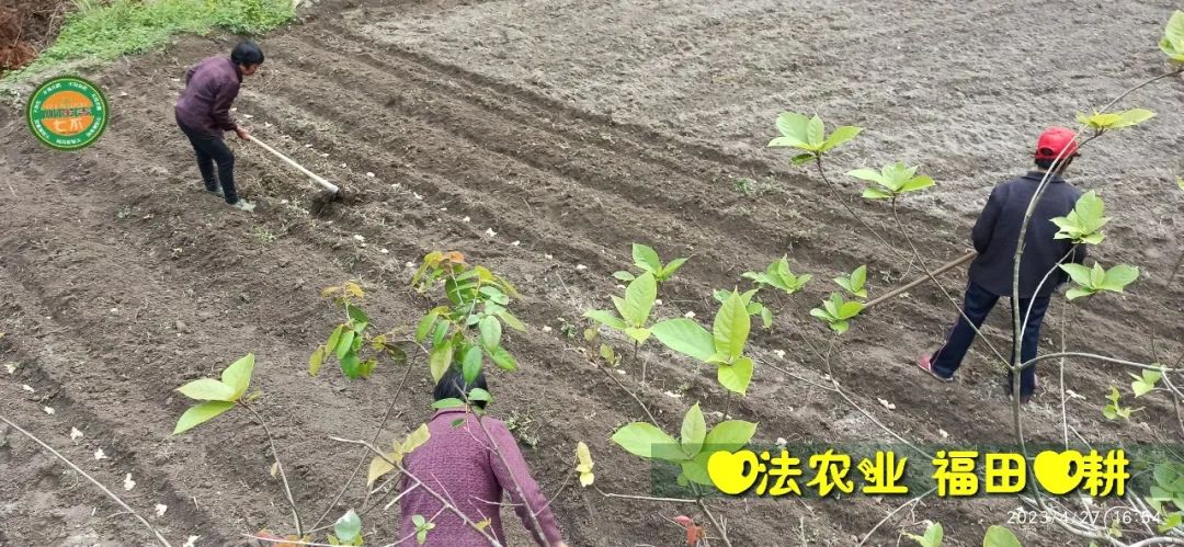 2023年4月-5月 七不姜春播图!家庭厨房生姜如何去皮切片 七不姜5月促销优惠劵 2023年4月-5月 七不姜春播图!家庭厨房生姜如何去皮切片 七不姜5月促销优惠劵