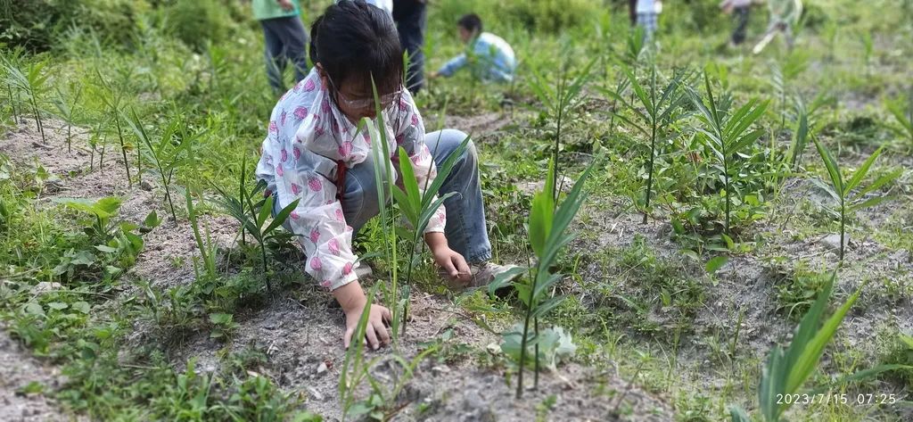 浙江仙居 七不姜 鲜姜 姜片 姜粉秋收 五折预售特惠 2023.8 浙江仙居 七不姜 鲜姜 姜片 姜粉秋收 五折预售特惠 2023.8