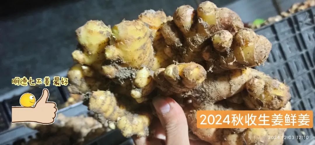 (广告)双12特惠促销 庆祝七不姜秋收完成 (广告)双12特惠促销 庆祝七不姜秋收完成