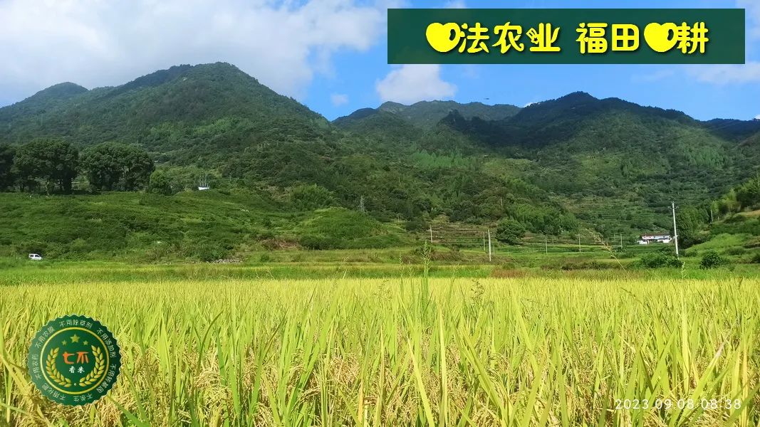 中秋国庆 七不姜赞歌-浙江仙居 七不小黄姜 鲜嫩姜 新鲜 上市现采现发;秋收水稻大米预售特惠 送七不自酿会员定制白酒中秋赠品 中秋国庆 七不姜赞歌-浙江仙居 七不小黄姜 鲜嫩姜 新鲜 上市现采现发;秋收水稻大米预售特惠 送七不自酿会员定制白酒中秋赠品