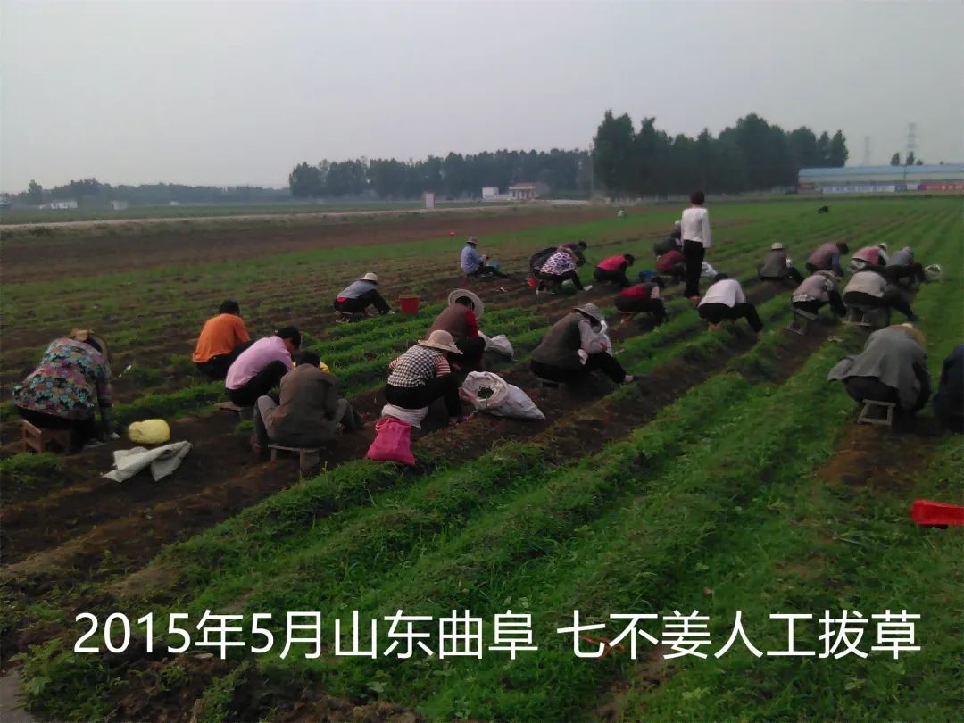 明德CSA生态姜园 - 一个革新的农业未来!尊敬的未来合伙人,诚挚邀请您成为七不姜姜园的股东合伙人.... 明德CSA生态姜园 - 一个革新的农业未来!尊敬的未来合伙人,诚挚邀请您成为七不姜姜园的股东合伙人....
