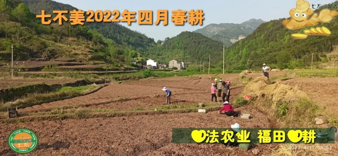 七不姜2022年四月春耕图 七不姜2022年四月春耕图